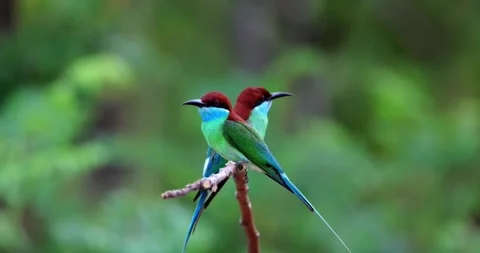 Two bluethroated beeeaters perched on a branch in a natural setting Stock Footage 335491433