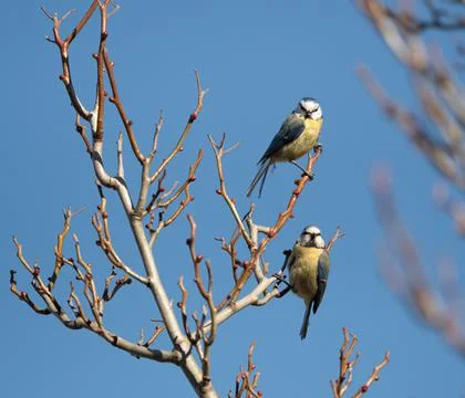 Two bluetit sit on a tree at spring in Jena Stock Photos
