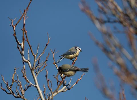 Two bluetit sit on a tree at spring in Jena Foto stock