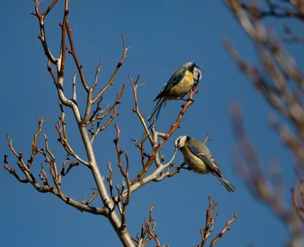 Two bluetit sit on a tree at spring in Jena Stock Photos