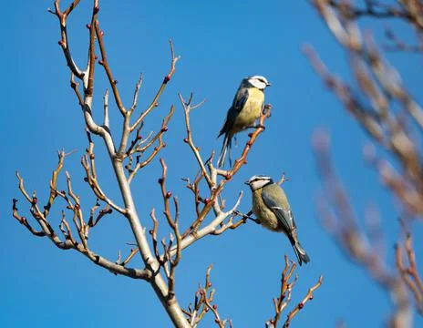 Two bluetit sit on a tree at spring in Jena Foto stock