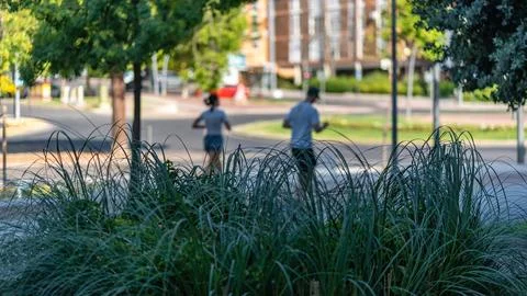 Two blurred joggers running behind ornamental grasses on a sunny green urban  Stock Photos