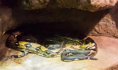 Two boa constrictor snakes together under a rock one with open mouth Stock Photos