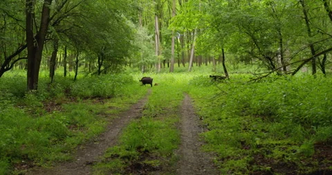 Two boars with its piglets walk through the green woods across dirt road Stock Footage 260267346