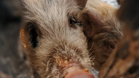 Two boars rub against each other and look at the camera Stock Footage 108030710