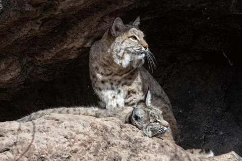 Two Bobcats on a Ledge, One Standing and One Lying Down Stock Photos
