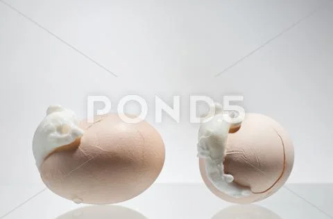 Two boiled cracked eggs shells with egg white Stock Photos