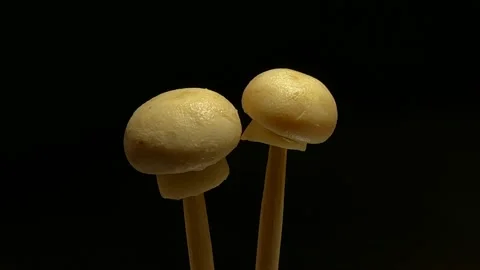 Two boiled small champignons rotate on a dark background. Stock Footage 164456667