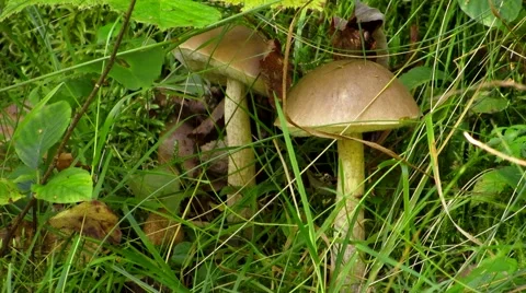 Two boletus in the grass Stock Footage 69055911