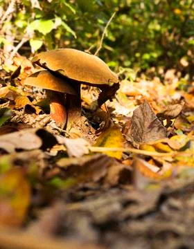 Two boletus growing together Stock Photos