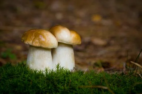 Two boletus Stock Photos