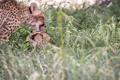 Two bonding Cheetahs. Stock Photos