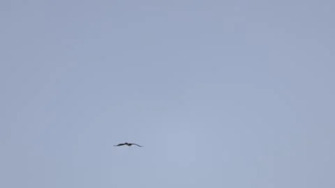  Two Bonelli's Eagles (Aquila fasciata) interacting and courting mid-air in the  Stock Footage 337734221