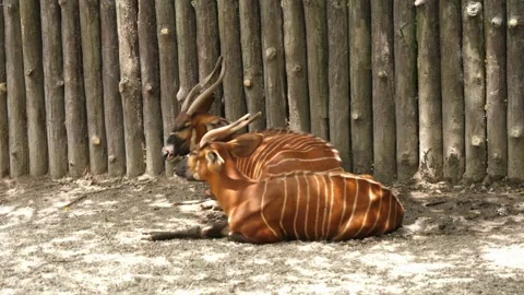 Two bongo antelopes resting near a wooden fence in sunlight 動画素材 310684503