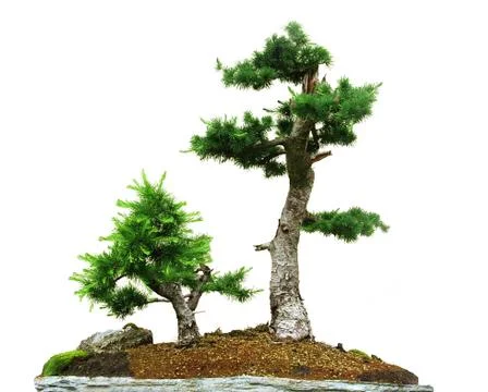 Two bonsai Stock Photos