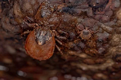 Two Bont Ticks Stock Photos