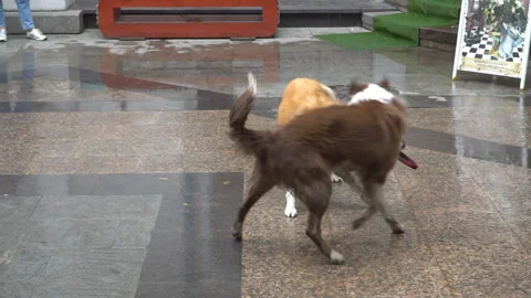 Two Border collie playing with leash Stock Footage 114367708