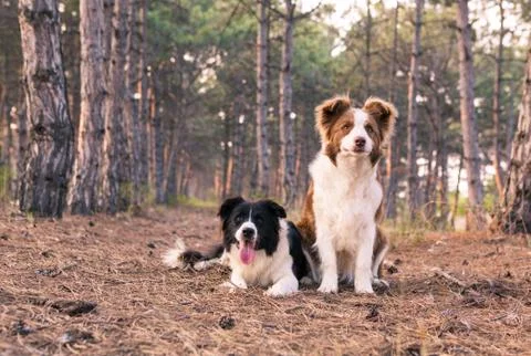 Two border collie on a walk in the woods portrait Stock Photos