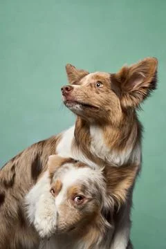 Two Border Collies in affectionate pose Stock Photos