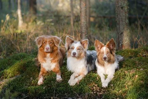 Two Border Collies and Nova Scotia Duck Tolling Retriever dogs rest in forest Stock Photos