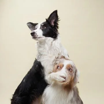 Two border collies looking sideways Stock Photos