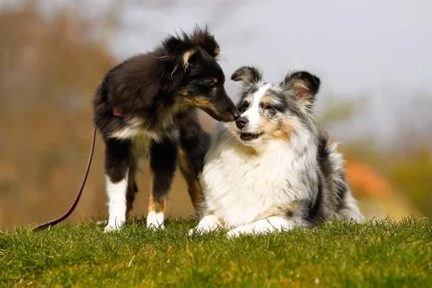 Two border collies Stock Photos