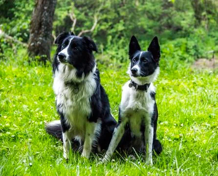 Two border collies Stock Photos