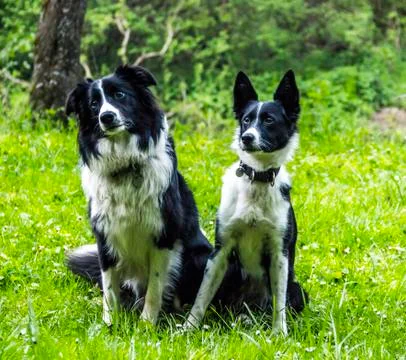 Two border collies Stock Photos