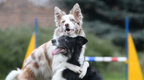 Two border collies playing Stock Footage 68799496