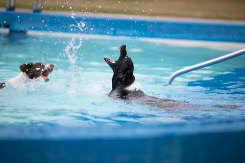 Two Border Collies playing with splatters in swimming pool Stock Photos