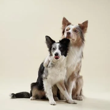 Two border collies sitting on a beige backdrop Stock Photos