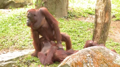 Two Bornean Orangutans Playing Together in a Grassy Outdoor Enclosure Stockbeeldmateriaal 329083206