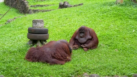 Two Bornean orangutans sit and rest on a grassy field. Vídeo Stock 335291650