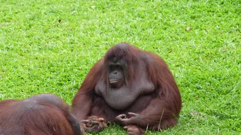 Two Bornean orangutans sit and rest on a grassy field. Stock-Footage 335294079