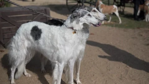 Two borzoi slow motion licks its lips Video stock 144384260