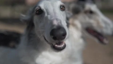 Two borzoi on the wind slow motion Video stock 144384238