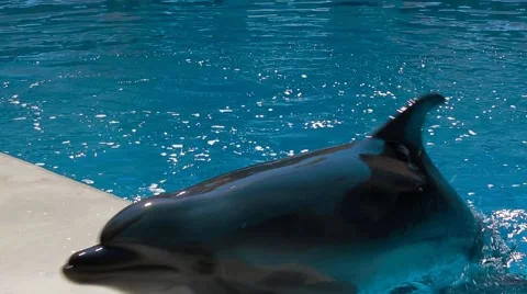 Two Bottlenose Dolphins Swimming In Pool Video stock 55889650