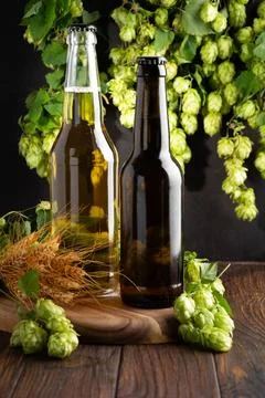 Two bottles of beer displayed with fresh hops and barley ingredients on a w.. Stock Photos