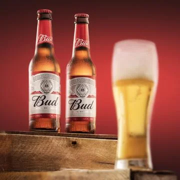 Two bottles of cold Budweiser beer and a glass of beer on a red background, the Stock Photos