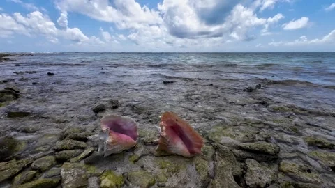 Two BOTUTOS conch shells on beach while the water and clouds pass by, Stockbeeldmateriaal 286353045