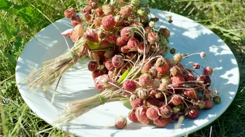 Two bouquets of wild strawberries lying on white plate in summer meadow. 4K Stock Footage 93945645
