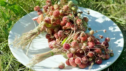 Two bouquets of wild strawberries lying on white plate in summer meadow. 4K Stock Footage 93945804