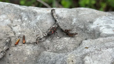Two box elder bugs mate in preparation to lay eggs in reproductive ritual Stock Footage 248175910