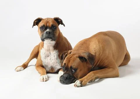 Two boxer dogs lying on white background Stock Photos