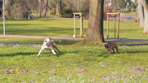 Two Boxer dogs playing and Boxing Stock Footage 130721556