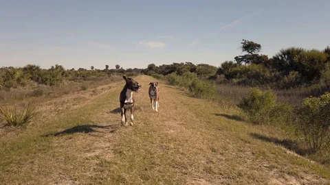 Two Boxer Dogs Running at the Camera in Slow Motion Stock Footage 125582642