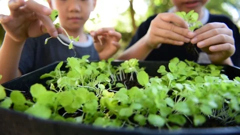Two boy planting Vídeos de archivo 71394206