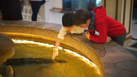 Two boys are playing with fish in the fountain. Stock Footage 121241251