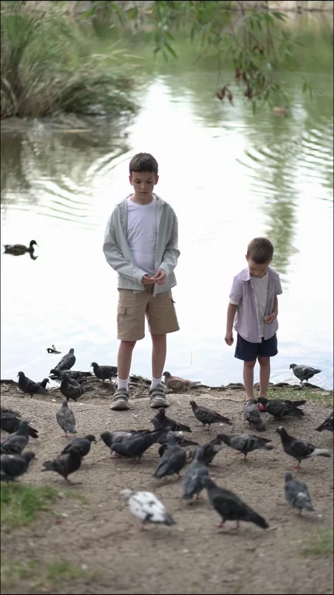 Two boys feed pigeons with bread by a lake in the park.  Video stock 339509476