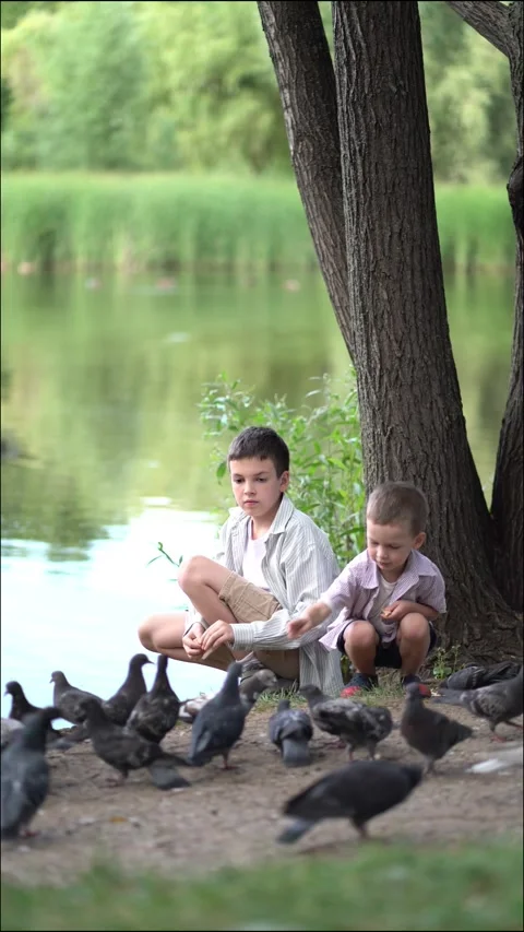 Two boys feeding pigeons with bread in a park by the lake. Video stock 339509102